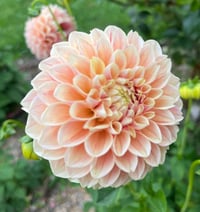 Sweet Suzanne Dahlia Tuber