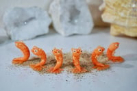 Image 1 of Shrimp Mermaids