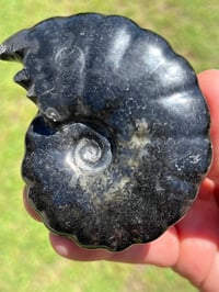 Image 6 of Black Ammonite Fossil With Pyrite | Madagascar #2634