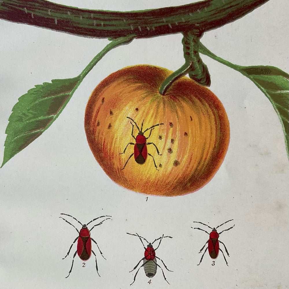 Image of Bugs & Fruit