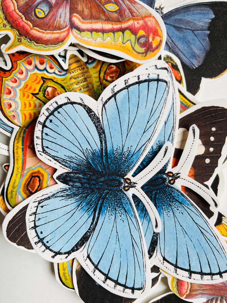 Image of 20 PAPILLONS