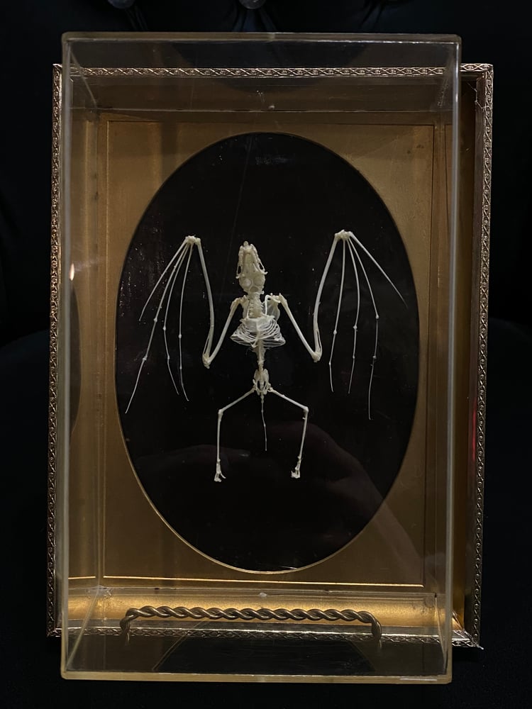 Image of Bat Skeleton 