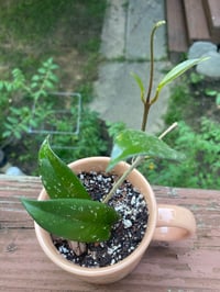 Image 2 of Hoya Pubicalyx in Cute "Take no Shitake" Mug