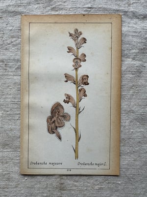 Image of Original French Botanical Plate (D)