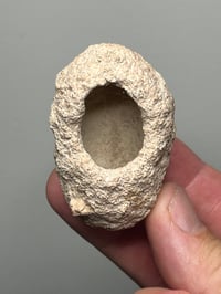 Image 9 of Weevil Cocoon Fossil ‘Clogs’  | South Australia #2858