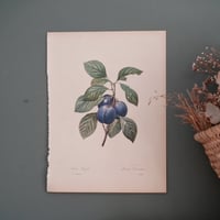 Image 3 of Planches  Anciennes les fruits de Redouté