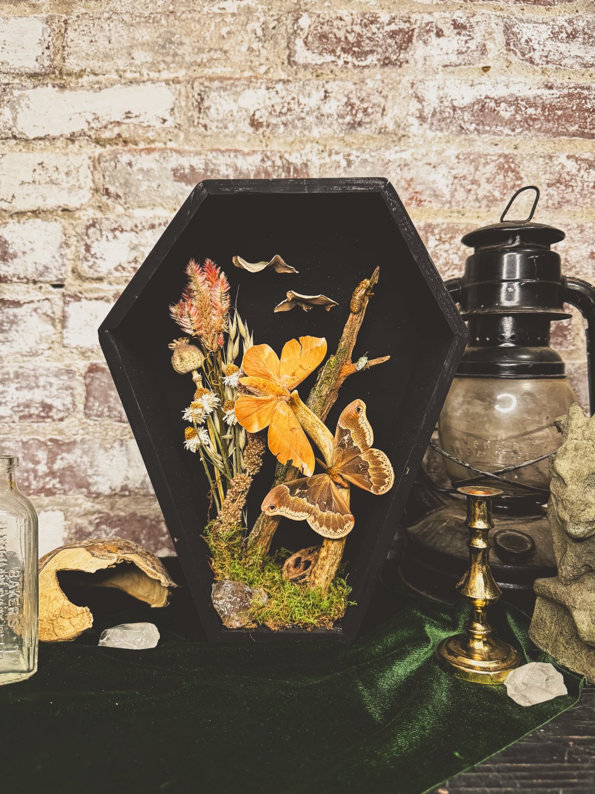 Image of Handmade Moth Coffin