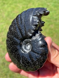 Image 11 of Black Ammonite Fossil With Pyrite | Madagascar #2706