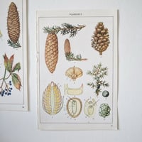 Image 2 of Planches De Botanique Colorées.