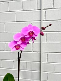 Image 2 of Phalaenopsis Orchid   “Magenta”