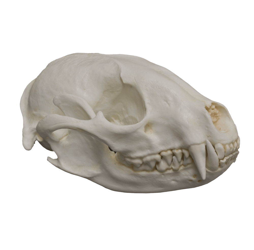 Image of Raccoon Skull
