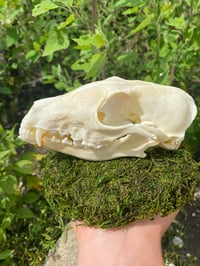 Image 1 of Fox Skull