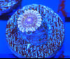 Solar Circus zoa