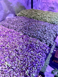 Image 3 of Blend of Organic Microgreens