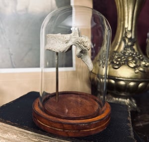 Image of Human Vertabra in Glass Cloche