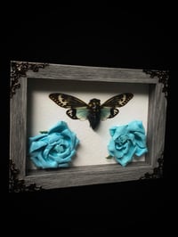 Image 1 of Blue Cicada