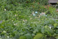 Image 5 of Matcha Duo in Whipped Honey