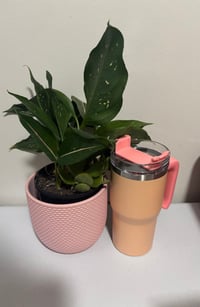 Image 4 of Candy Tumbler
