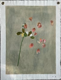Image 1 of Peach Rose