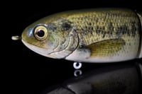 Image 2 of Full Size Shat - “Baby Bass”