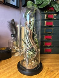 Image 3 of millipede dome