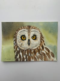 Short-eared owl watercolour