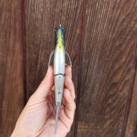 Image 2 of 6" Roof gill (pectoral fins)
