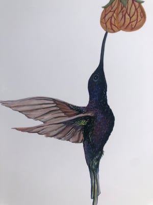 Image of Purple Hummingbird 