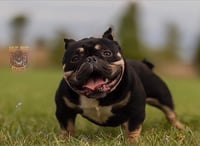 Image 1 of Lou Gram Stud Fee