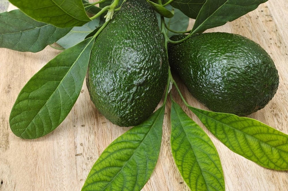 AVOskin-18! Anti-Aging Avocado Body Butter. Luxurious. Exotic. Smooth. Silky/Acne. Eczema. SPF15.