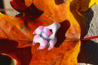 Image 1 of Mini White Paw #2