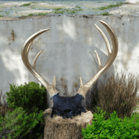 8 Point Buck Antlers 
