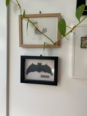 Image of Goulds Wattled Bat framed specimen. Small. Faux taxidermy 