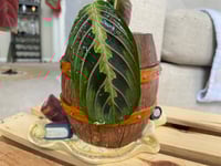 Image 2 of Prayer Plant in Pirate Barrel