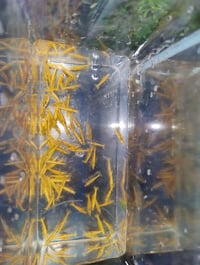Image 2 of yellow Golden back shrimp