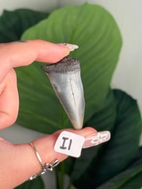 Image 9 of SMALL MEGALODON TEETH -SOUTH CAROLINA- CHOOSE YOUR OWN LOT 1