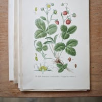 Image 2 of Planches De Botanique Anciennes Fruits