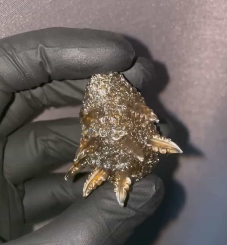 Image of Electrum Sugar Leaf  Nug 
