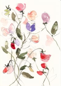 Sweet pea study