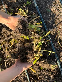Jewels of Opar - bare root