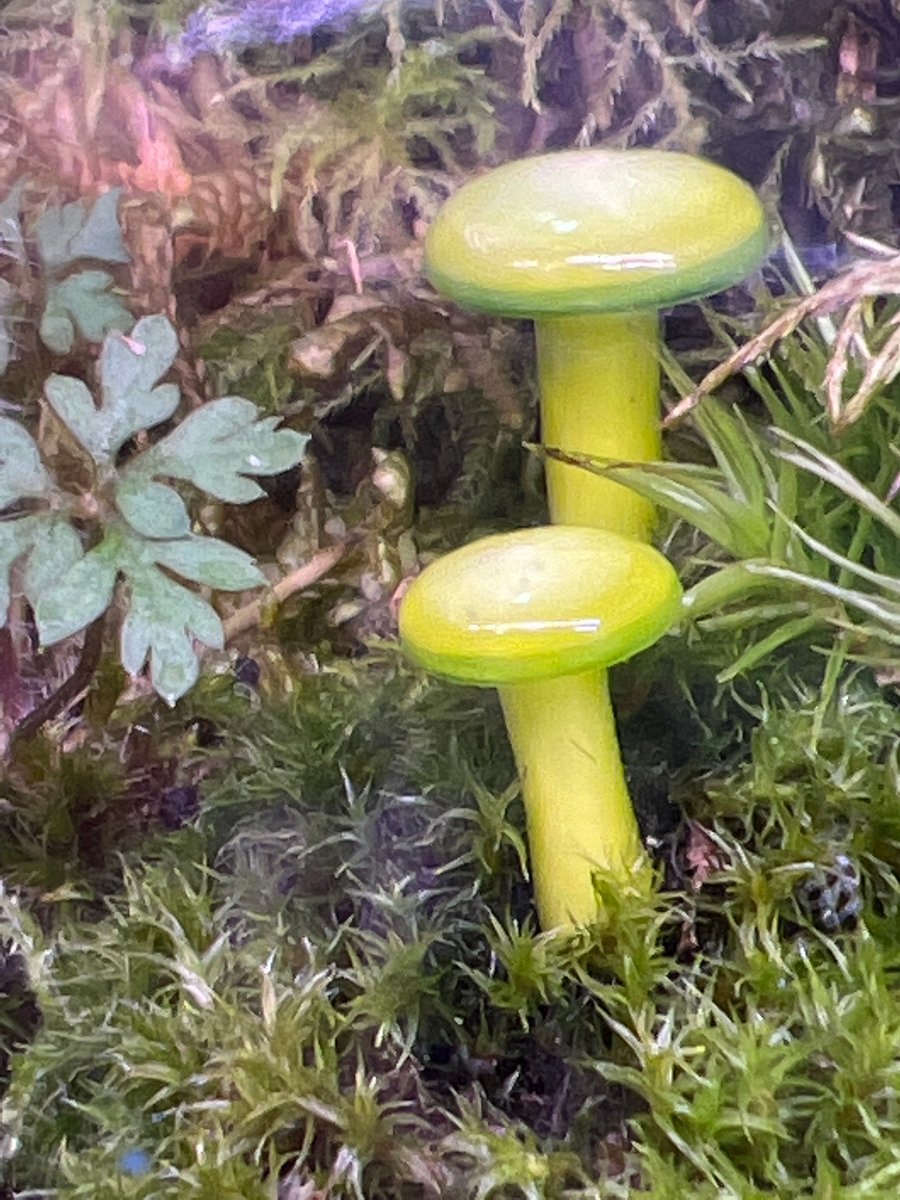 Image of 2 Mini Lime Green Mushroom Plant Spikes