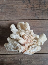 Image 5 of L'authentique gros corail 