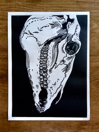 Crâne Equidé 