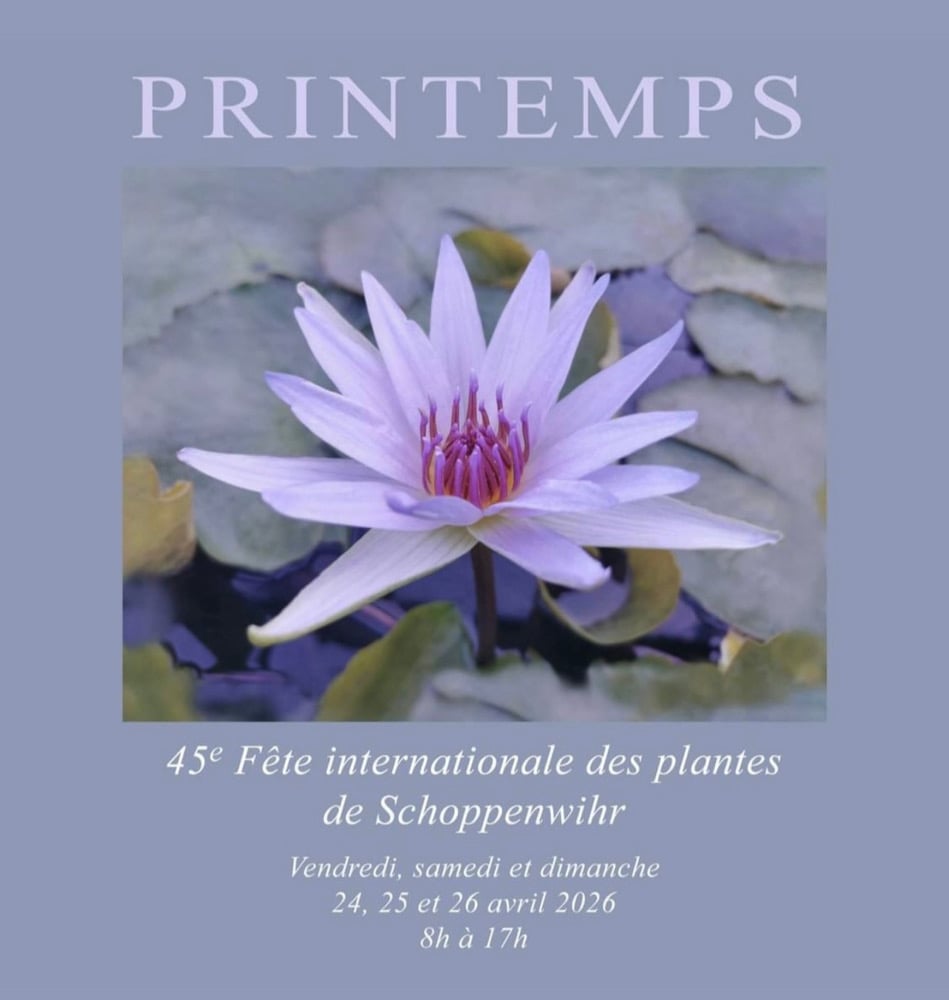 Image of FDP International de Schoppenwihr