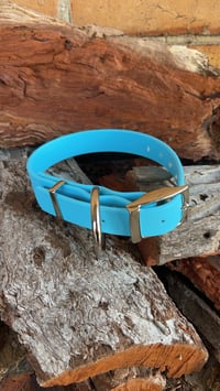 Image 2 of Light Blue - Adult Dog