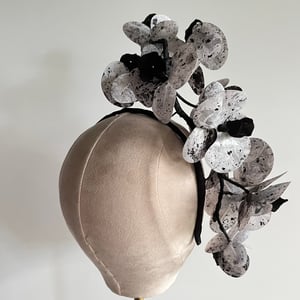 Image of Black n white orchids