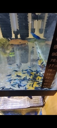Image 2 of blue dream shrimp