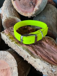 Fluro Yellow - Adult Dog