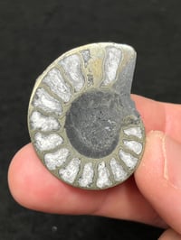 Image 3 of Pyrite Ammonite Fossil Pair #1268