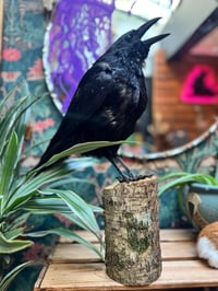 Image 4 of Taxidermy Crow 